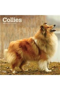 Collies 2020 Square