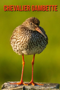 Chevalier Gambette