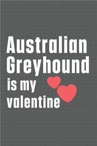 Australian Greyhound is my valentine