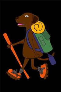 Chocolate Labrador