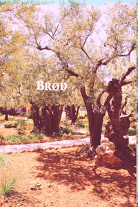 BRØD - Det nye testamentet
