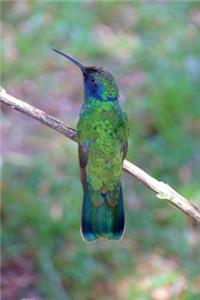 Hummingbird Journal