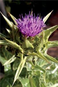 Milk Thistle Journal