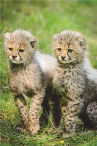Two Cheetah Cubs Journal