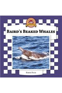 Baird's Beaked Whales