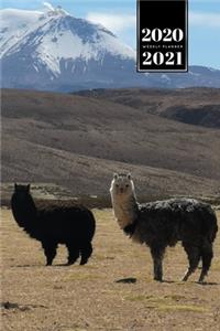 Llama Alpaca Vicuna Guanaco Week Planner Weekly Organizer Calendar 2020 / 2021 - In the Mountains