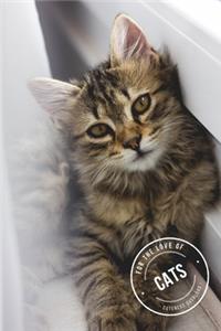 For the love of cats - Cuteness overload - Trendy Design Journal - 6