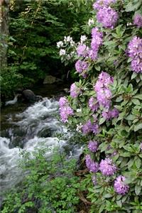 2020 Weekly Planner Flowers Pretty Purple Rhododendron 134 Pages