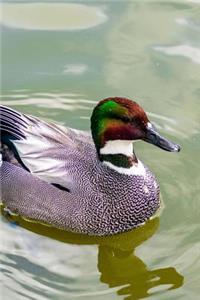 Falcated Duck Swimming in a Pond Journal