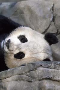 Panda Notebook - Journal Gift for Cute Animal Lovers