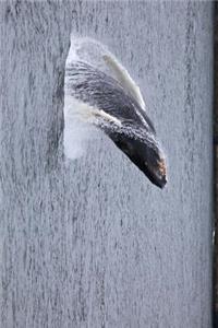 Humpback Whale Breeching Off the Alaskan Coast Journal