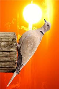 Dove in the Sun Journal