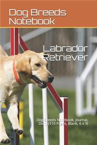 Labrador Retriever