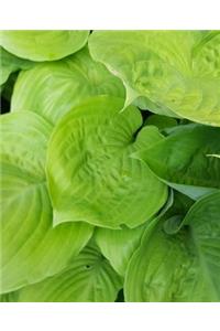 School Composition Book Bright Hosta Leaves