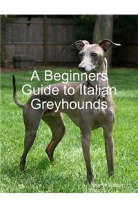 A Beginners Guide to Italian Greyhounds