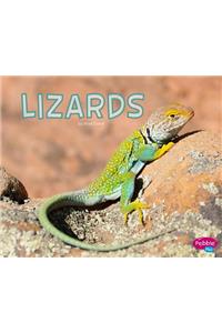 Lizards