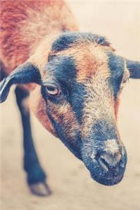 Brown and Black Goat Portrait Journal