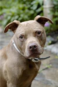 Say Hello to the Brown Pit Bull Dog Journal
