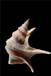 Common Pelican Foot Shell Journal