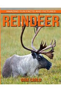 Reindeer