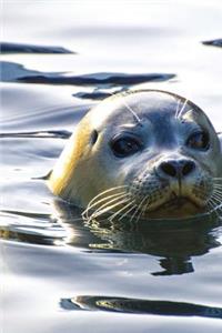 Darling Atlantic Gray Seal in the Water Near Heligoland Islands Germany Journal