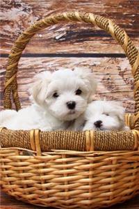 Two White Maltese Puppy Dogs in a Basket Journal