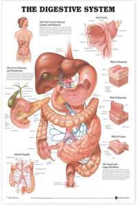 Digestive System Anatomical Chart