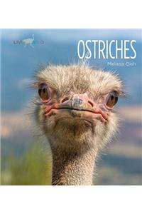 Ostriches