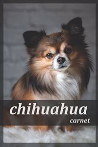 chihuahua carnet