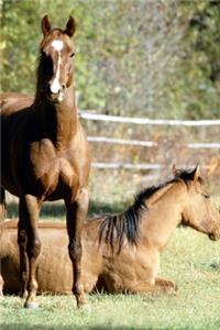2020 Daily Planner Horse Photo Equine Two Horses Pasture 388 Pages