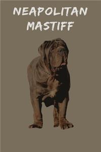 Neapolitan Mastiff