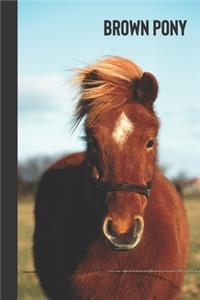 brown pony