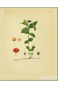 Vintage Nature Sketch Book