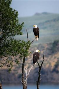 A Pair of Bald Eagles in a Tree in Alaska Journal