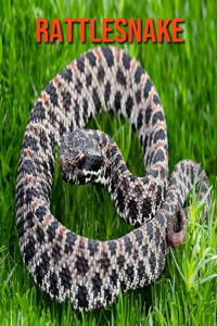 Rattlesnake