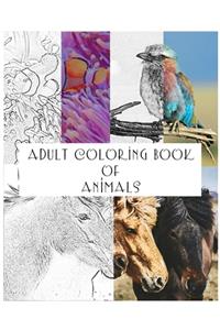 Adult Coloring Book of Animals