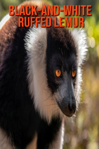 Black-and-White Ruffed Lemur