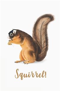 Squirrel!