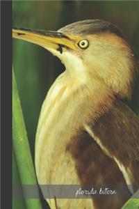 florida bittern