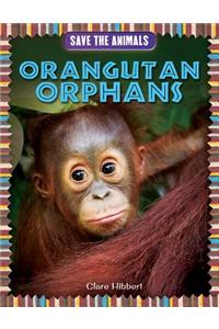 Orangutan Orphans