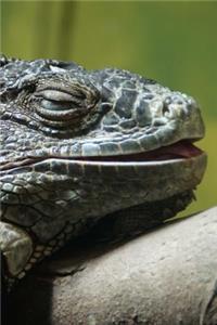 Sleeping Lizard Journal