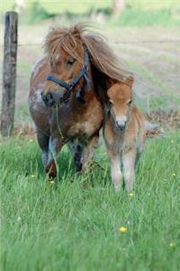 Horse and Foal Journal