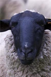 Adorable Scottish Black Face Sheep in Glen Ray Scotland Journal