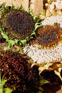 A Giant Sunflower Seed Head and a Rustic Bin of Orange Pumpkins Harvest Journal
