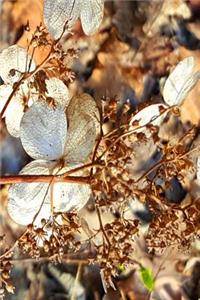 Dry Hydrangea Flowers Journal