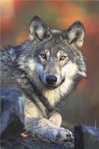 Oh, You Look Tasty, Thinks the Wolf Journal