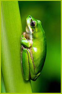 Green Frog Notebook