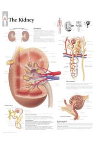 Kidney Laminated Poster