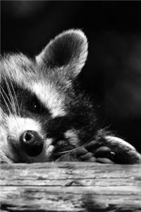 Raccoon Taking a nap on a Log in Black and White Journal