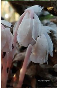 Indian Pipes
